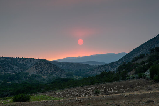 Herd of sheep grazing under wildfire enhanced sunset and cloudscape over Grass Valley in western Colorado on June 28, 2026.