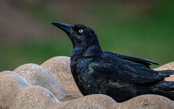 grackle in birdbath