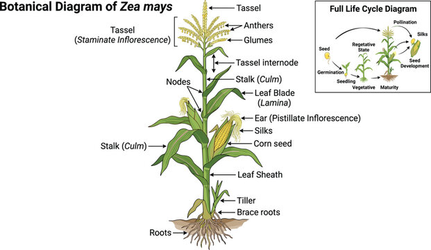 Educational botanical diagram of Zea mays corn plant structure and full life cycle illustration on white background