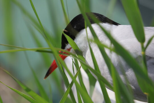 common tern