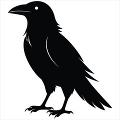 Fototapeta premium silhouette crow image on white background 