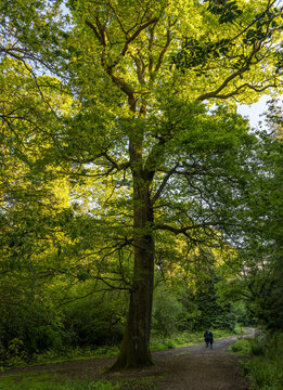 Pair of hikers walking through lush green trees in the Wye Valley National Landscape, part of the Forest of Dean in Gloucestershire, England.
