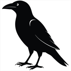 Fototapeta premium silhouette crow image on white background 