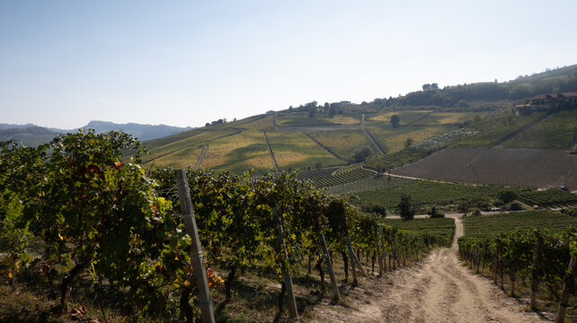 landscapes of the Langhe in Piedmont with vineyards during summer before autumn and the harvest near Alba and Barolo