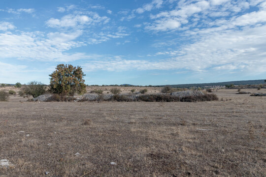 Autumn field with dry stone wall and tree