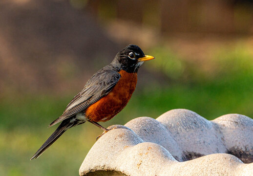 robin on birdbath