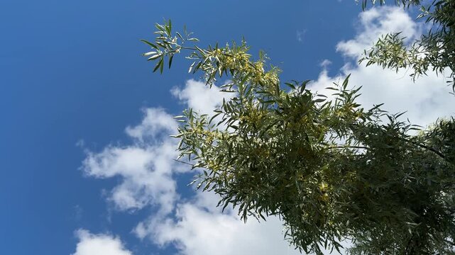 Close-up of Elaeagnus angustifolia yellow flowers on blue sky background. Russian olive, silverberry, oleaster, or wild olive is a species of Elaeagnus. 