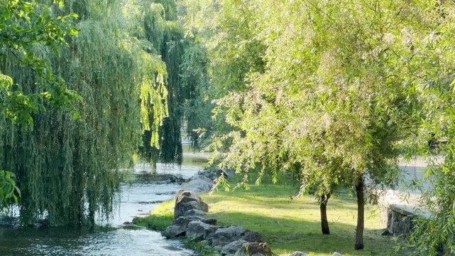 A gentle river flows past lush weeping willows in a park in Simferopol, Crimea. This serene natural view fills the heart with pure peace and joy. The sunlit day feels refreshing.