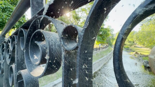 Dense spiderwebs on a black metal railing glow in the sunlight. This eerie scene overlooks a calm river park in Simferopol, Crimea. It creates a fascinating feeling.