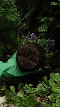 Vertical video. Summer leisure activity, gardening, landscaping. Woman planting purple flowering plant in garden.