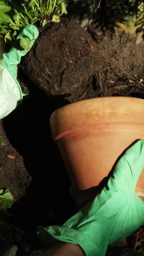 Vertical video. Gardening, landscaping, spring summer season. Woman planting purple flowering plant in garden. 
