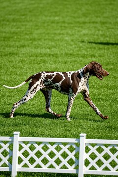 Wirehaired pointing griffon trots on rich green grass field. This spotted dog competes in a conformation show ring event. It showcases its pedigree and agility.