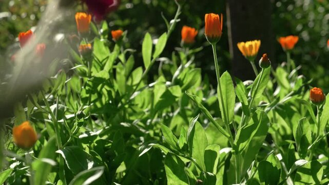 Flowering calendula in summer garden. Flowers in bloom. Tranquil calm natural background.