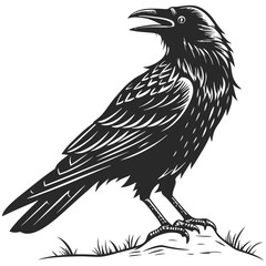 Fototapeta premium silhouette crow image on white background 