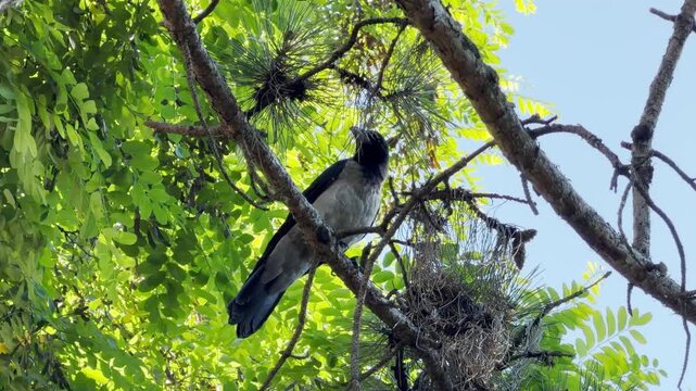 A curious crow perches calmly on a tree branch in Simferopol, Crimea. Surrounded by vibrant green leaves, its watchful gaze creates a serene and peaceful mood.