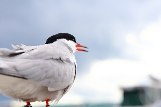 common tern
