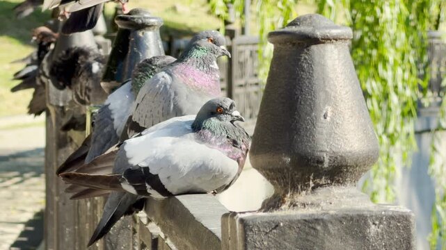 A group of pigeons rests peacefully on a metal railing along a river in Simferopol, Crimea. The tranquil scene under the weeping willows creates a feeling of calm and natural harmony.