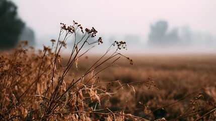 Obraz premium Wilted crops stretch across a dry field under a hazy misty sky symbolizing drought and early morning atmospheric conditions