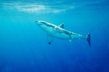 Great white shark in the Pacific Ocean © willtu