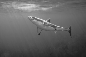 Great white shark in the Pacific Ocean © willtu