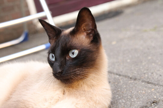 a portrait of a siamese cat with blue eyes closeup that is lying in a garden in summer