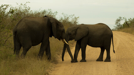 Fototapeta premium Entanglement of trunks between two Elephants in the African savanna