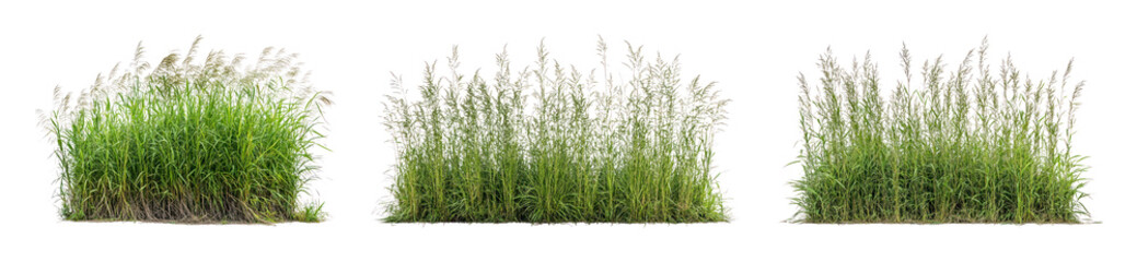 Obraz premium PNG Clumps of tall green ornamental grass isolated on transparent background