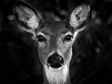 black & white deer portrait