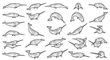 Narwhal collection line art set featuring various poses and swimming behaviors of arctic whales in a clean black and white vector illustration style for marine design © aminul
