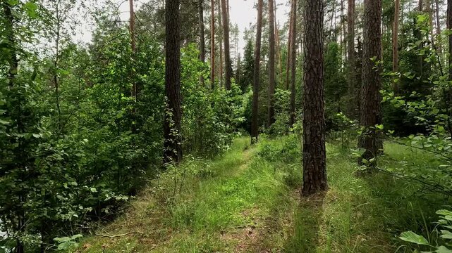 Tall pine trunks line narrow forest trail with dense green undergrowth, bright grass, rough bark textures, and quiet woodland depth under soft daylight, with forest, trail, pine