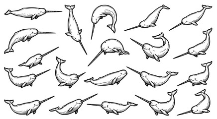 Collection of narwhal illustrations in a detailed hand drawn line art style showcasing various swimming poses and angles for marine life and ocean themed designs © aminul
