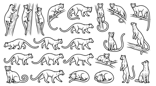Collection of genet illustrations in various poses including climbing and resting rendered in a clean black and white line art style for wildlife and nature designs