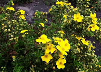Obraz premium Yellow flowers of Dasiphora fruticosa, Potentilla fruticosa or Goldfinger, in the garden. 