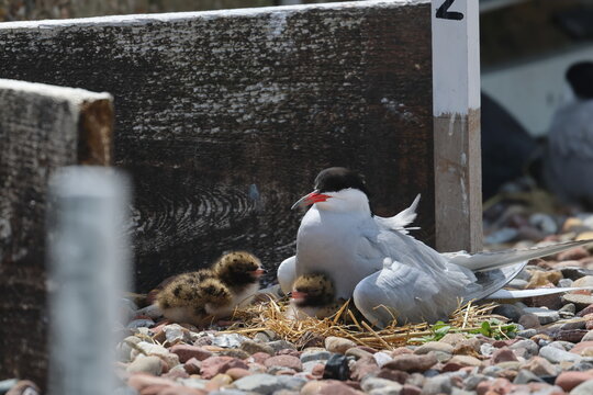 common tern