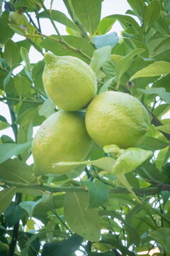 Close-up photograph with green lemons on the tree