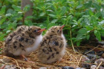 common tern © Thomas