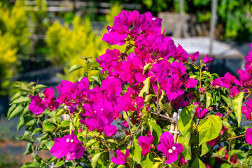 Obraz premium Bougainvillea glabra, the lesser bougainvillea or paperflower, is the most common species of bougainvillea used for bonsai. The epithet 'glabra' comes from Latin and means 