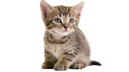 Fototapeta premium Tabby kitten sitting attentively, isolated on transparent background