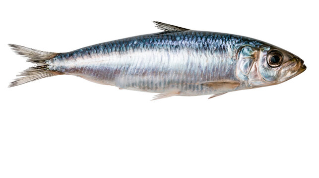 Single fresh sardine fish with shiny scales, isolated on transparent background