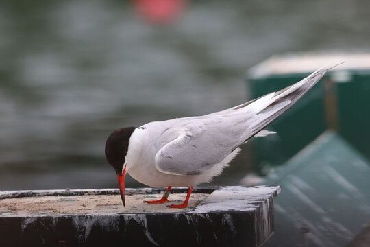 common tern