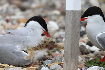 Fototapeta premium nesting common tern