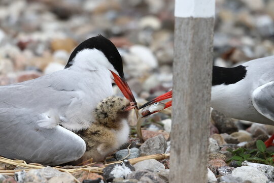 nesting common tern
