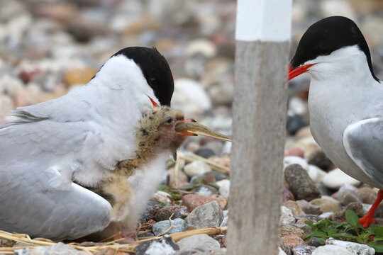 nesting common tern