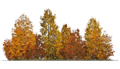 Fototapeta premium PNG Vibrant autumn trees against a clear white background.