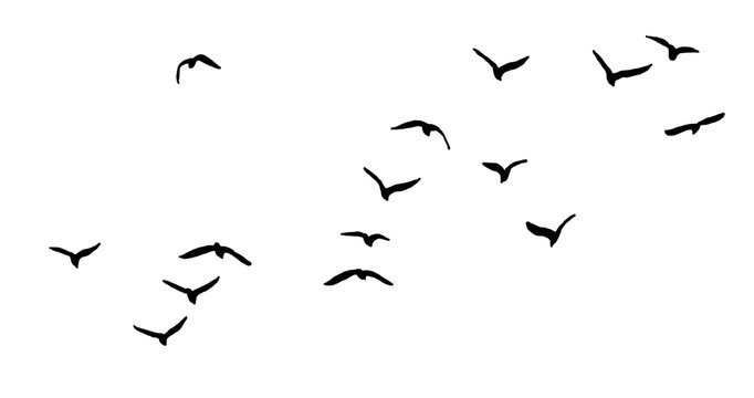 flock seagull birds flying isolated on clear background	