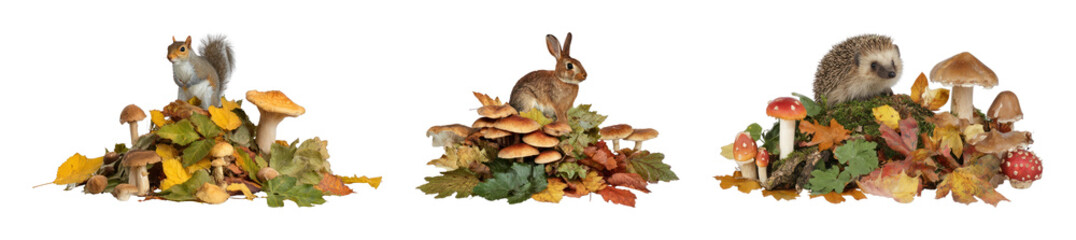 Obraz premium PNG Autumn forest animals on mushroom piles with leaves, transparent background