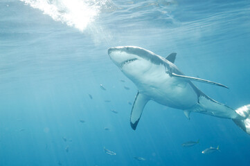 Great White Shark in the Pacific Ocean © willtu