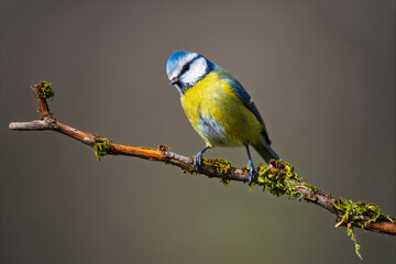 Eurasian Blue Tit (Cyanistes caeruleus) perched on a mossy branch © Jhony