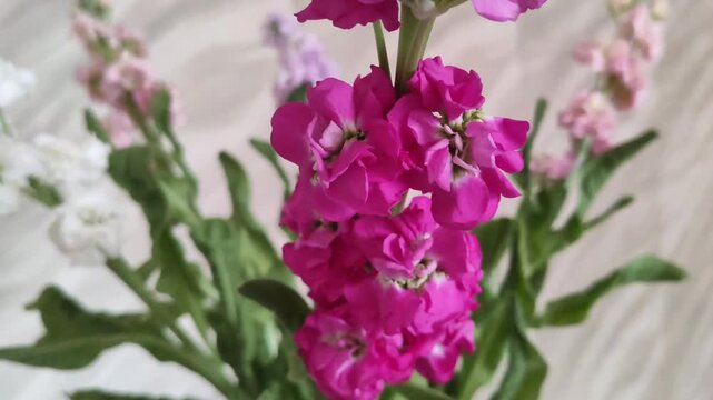 Close-up of fresh Matthiola incana flowers arranged in a vase with delicate blossoms and soft natural light.
