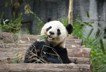 Giant panda eating bamboo at a wildlife conservation center © Yis_lens